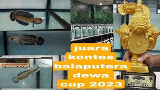 Ada channa seharga Motor‼️ Kumpulan channa2 juara nasional Balaputera dewa cup. . Palembang 2023