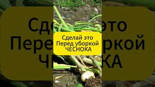 Как правильно собирать чеснок  #дача #огород #лайфхаки #чеснок