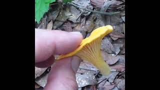 First Chanterelles Of The Season