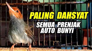 PRENJAK GACOR DOR FULL EMOSI TANPA IKLAN | 100% AMPUH BUAT PANCINGAN PRENJAK BAHAN