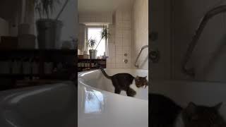 When a cat getting impatient while waiting for her owner to turn on the faucet... #shorts