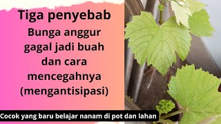 part2 tiga penyebab bunga anggur gagal jadi buah!! cara mencegah dan antisipasinya