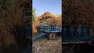 Sugarcane | gane ki trowli 65 qnt. | Haryana