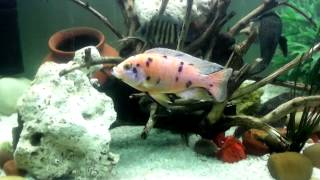 Cichlid community tank 2