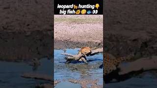 Leopard🐆hunting the fish🐠 | leopard attack | leopard cubs | @Wildshikaari007 | #shorts