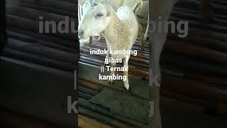 Ternak kambing Gibas || pakan kambing kulit jagung #shorts