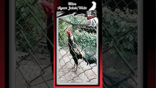 Mitos Ayam Jalak/ Wido #shortvideo #shorts #ayamhobi#ayamjalak#serbatutorial78