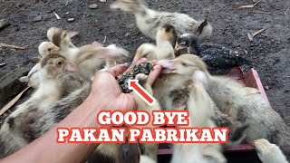 SELAMAT TINGGAL PAKAN PABRIKAN || PAKAN ALTERNATIF ANAK ENTOK