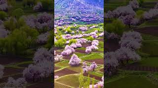 So Beautiful Valley Skardu #shorts #youtubeshorts #viral #viralvideo