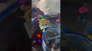 Our Turtle died #sad  #love #seaanimals  #turtle #vlog #shorts  #pets #cute