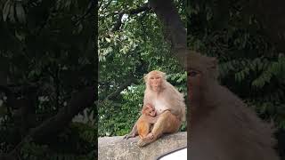 Mother's Love #youtubeshorts #monkey #monkeyfamily #monkeylovebaby