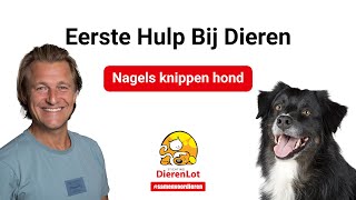 Wanneer en hoe knip je de nagels van je hond?