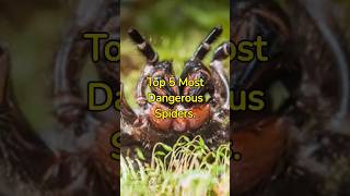 Top 5 Most Dangerous Spiders #shorts #spiders