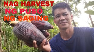 NAG HARVEST AKO NG PUSO NG SAGING