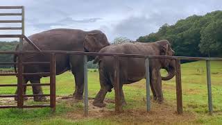 The Elephant Sanctuary | Debbie and Ronnie Scratching