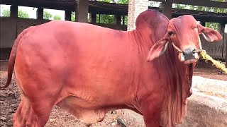 عزیز کیٹل فارم اینڈ پلائی سینٹر حاصل پور Aziz Cattle Farm and Palai Center Hashilpur