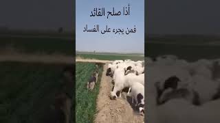 إذا صلح القائد فمن يجرؤ على الفساد