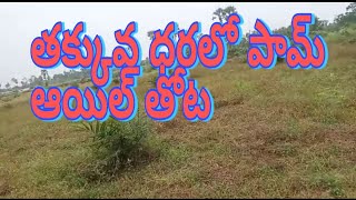 plam oil garden For sale||land for Sale||Real estate||East Godavari district land||RoyalRealEstateTV