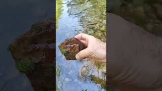 Hidden Gems Revealed: Journeying Through a Beautiful River to Find a Red Jasper and Dendritic Agates