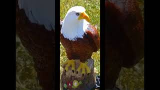 American BALD EAGLE (SOLAR) guarding solar power bird fountain #shorts