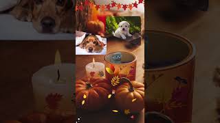 "I Colori Incantati dell'Autunno" #shorts #cute #dog #cat #autumn #viral #viralvideo