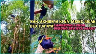 MIKAT BURUNG BEO DI HUTAN RIMBA NATUNA PAS DI MUSIM BERSARANG bos Q