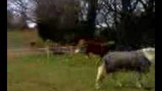 my welsh cob filly going mad in the padock