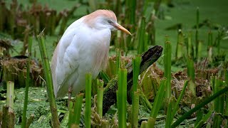 Zoo Rheine, in den Vogelvolieren