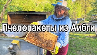 Пчелопакеты СГК из Аибги