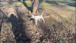 Bite Work With 5 Month Old Bull Terrier (Nita Twin)