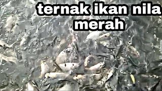 ternak ikan nila merah ribuan siap panen