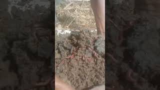 #کالا سونا #vermicompost  #video