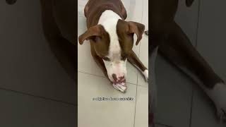 exercícios pra ansiedade do seu cachorro