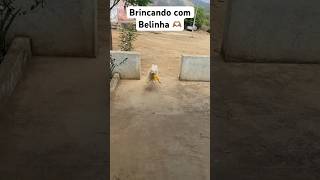 #music #anime #shortvideos #dog #pets #belinha #toptop