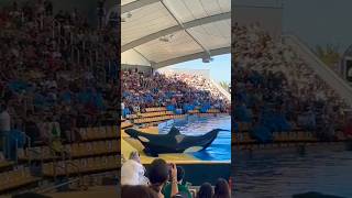 Loro parque 2024 #shortvideo #orca #animals