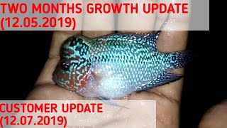 Flowerhorn growth update | My customer 2 months update