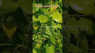 क्षीर विदारी Ipomoea digitata#ayurvedlovers #ayu #ayureel #medicinalplant #medicinalherbs