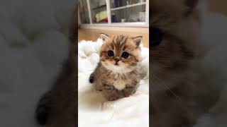 kitten