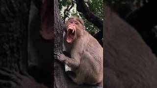 new monkey videos | Indian Monkey | #youtubeshorts #animals #monkey