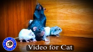 Cat Loves, Cat TV for Cats to Watch Relaxing | Relaxing Music for Cats | Mouse Games