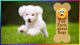 【FUN FACT ABOUT DOGS 】DID YOU KNOW THESE THINGS THAT YOUR DOGS DO!?