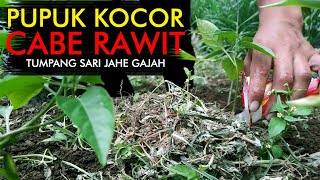 Pemupukan Cabe Rawit Tumpang Sari Jahe Gajah