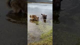 Perritos ❤ En nuestra salida 🏔🇪🇨 #god #best #ecuador #music #viral #amazing #travel #dog #dogshorts