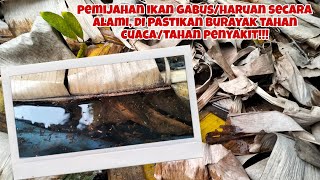 PEMIJAHAN IKAN GABUS/HARUAN ALAMI DI KOLAM TANAH. PENDEDERAN DI KOLAM KAPAL!!!