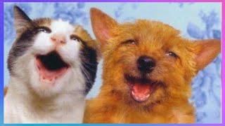 【FUNNY VIDEO】TRY NOT TO LAUGH (DOGS, CATS AND ANIMALS) #17