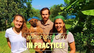 Do you want to learn agroforestry in practice?