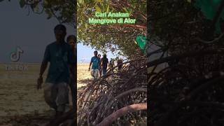 Ikut Cari Bibit Mangrove di Alor-NTT, dapat satu karung lebih #alor #alorisland #ntt