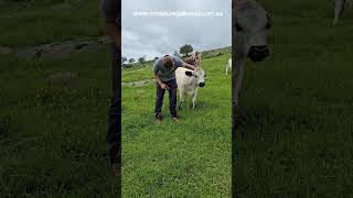 don't  touch my head #cuddlecowtherapy #cowlover #adoptme #cowfie