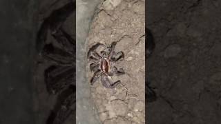 Wolf Spider