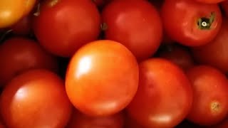 Grow tomatoes at home#shorts